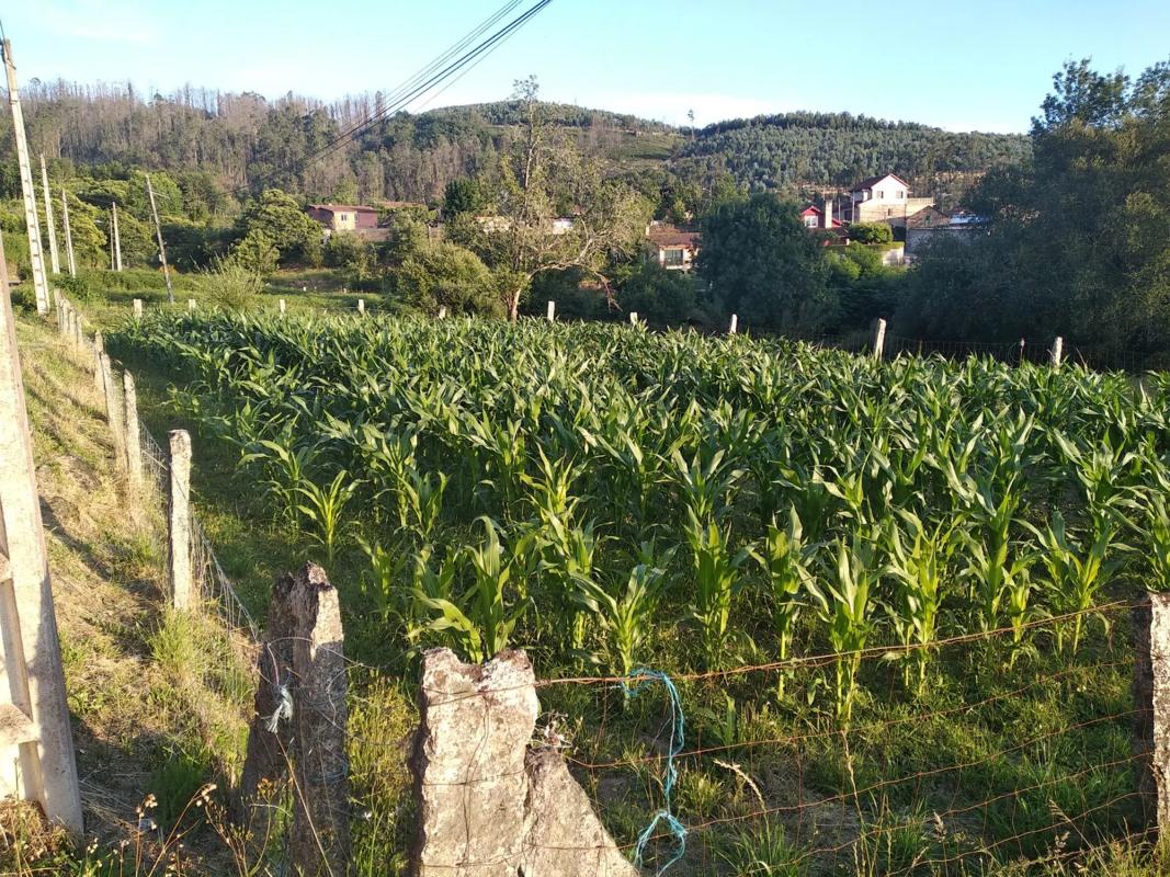 Land for sale in Ponteareas, Pontevedra photo 2