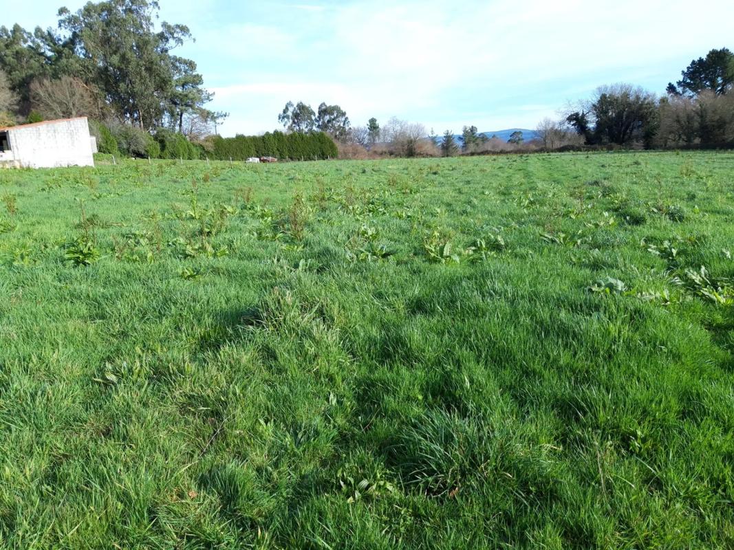 Land for sale in Lalin, Pontevedra photo 3