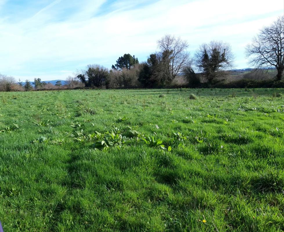 Land for sale in Lalin, Pontevedra photo 4