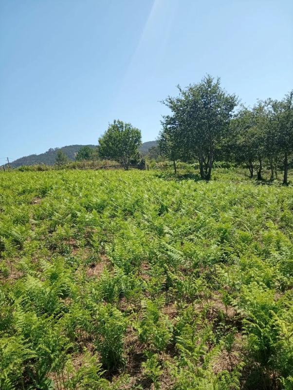 Land for sale in Marin, Pontevedra photo 1