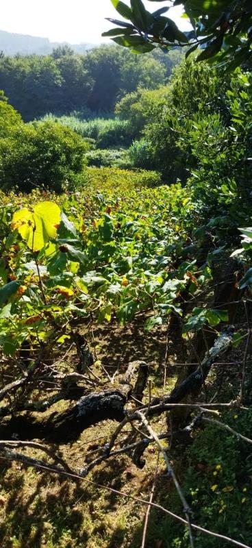 Terreno en venta en Cangas, Pontevedra photo 5