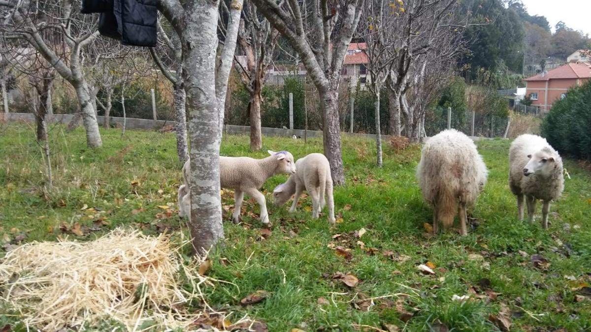 Terreno en venta en Cangas, Pontevedra photo 2