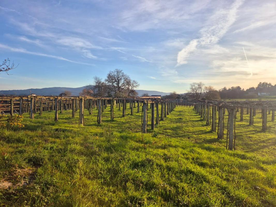 Land for sale in Meis, Pontevedra photo 4