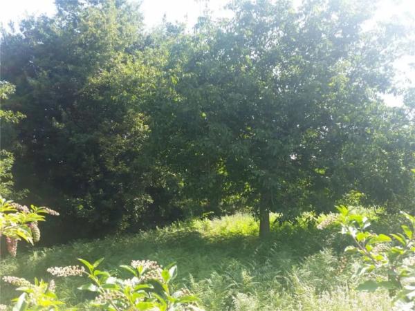 Terreno en calle Fonte Figueirido, 8 thumbnail 1