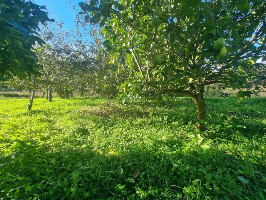 Land for sale in Sanxenxo, Pontevedra photo 3