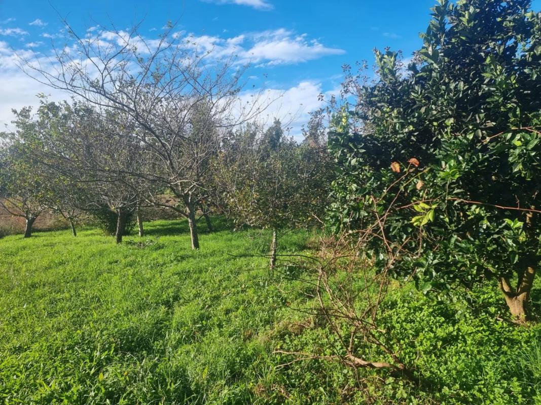 Land for sale in Sanxenxo, Pontevedra photo 4