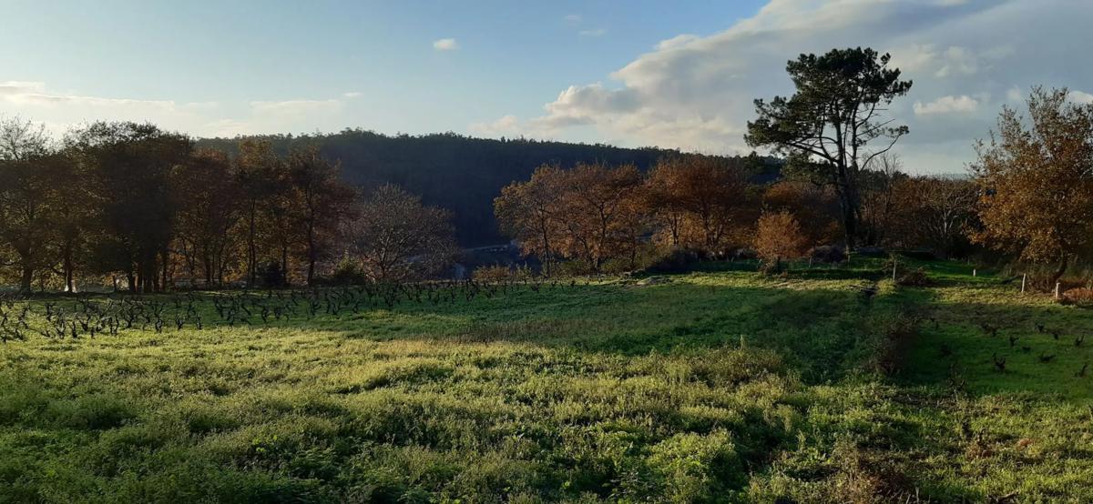Land for sale in Meis, Pontevedra photo 5