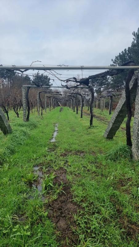 Terreno en venta en Sanxenxo, Pontevedra photo 2