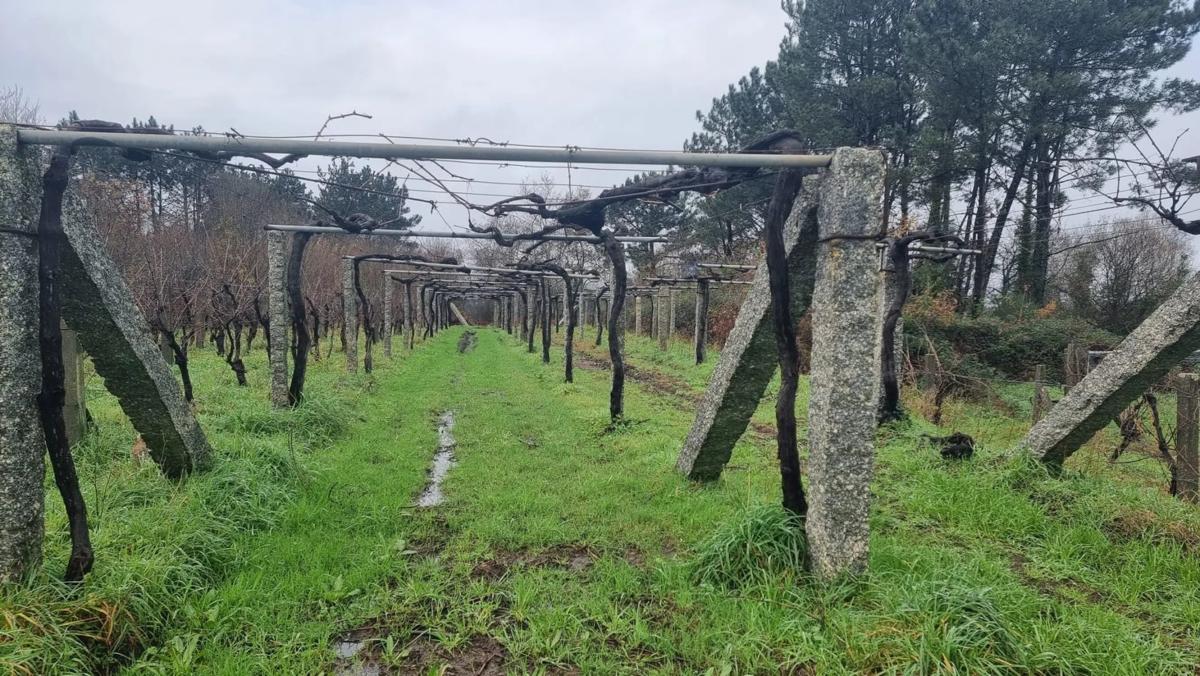 Terreno en venta en Sanxenxo, Pontevedra photo 5