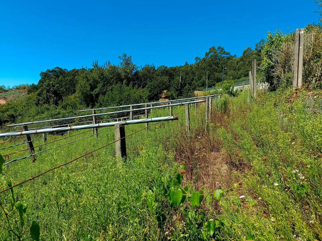 Land for sale in Sanxenxo, Pontevedra photo 3