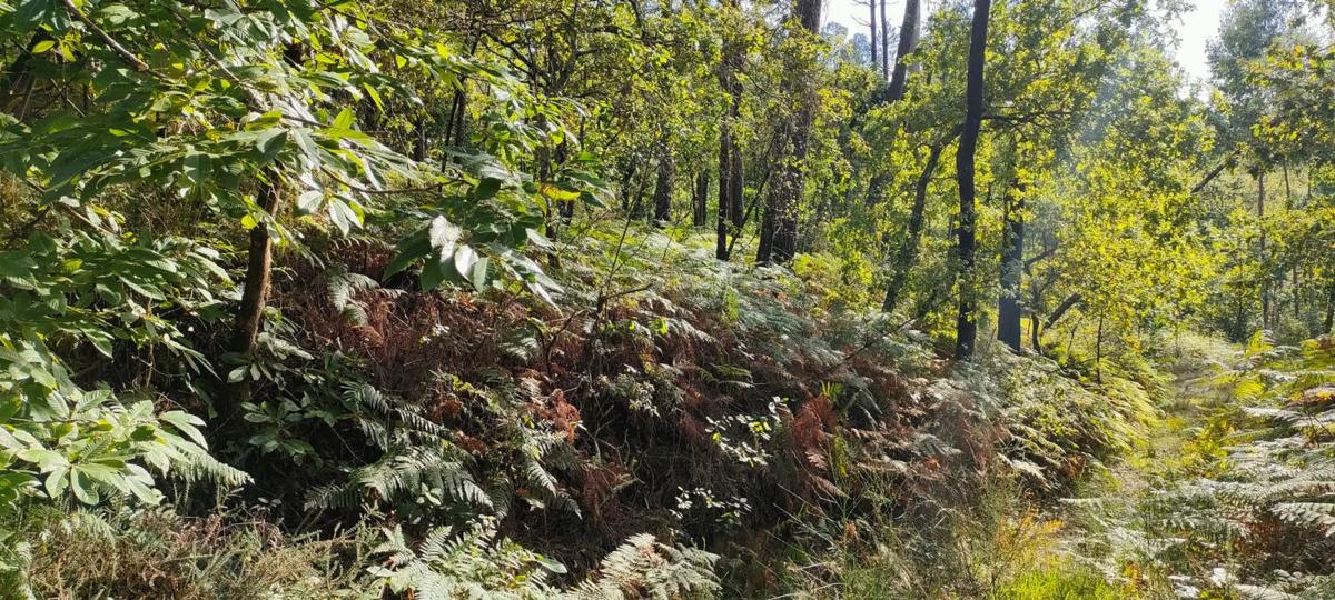 Terreno en venta en Ribadumia, Pontevedra photo 3