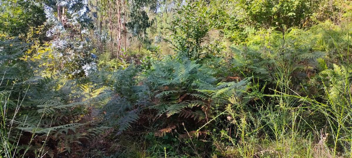 Terreno en venta en Ribadumia, Pontevedra photo 4