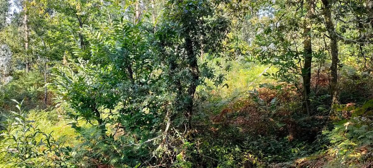 Terreno en venta en Ribadumia, Pontevedra photo 5