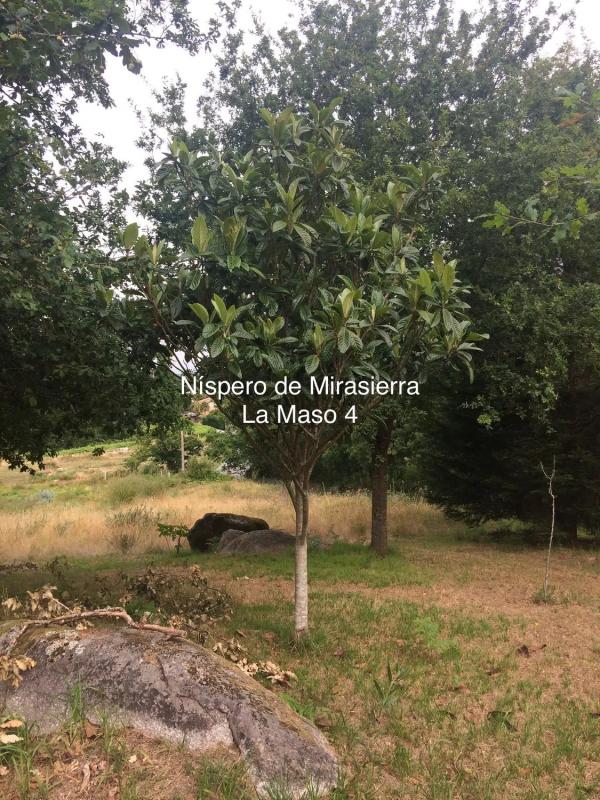 Terreno en venta en Sanxenxo, Pontevedra photo 3