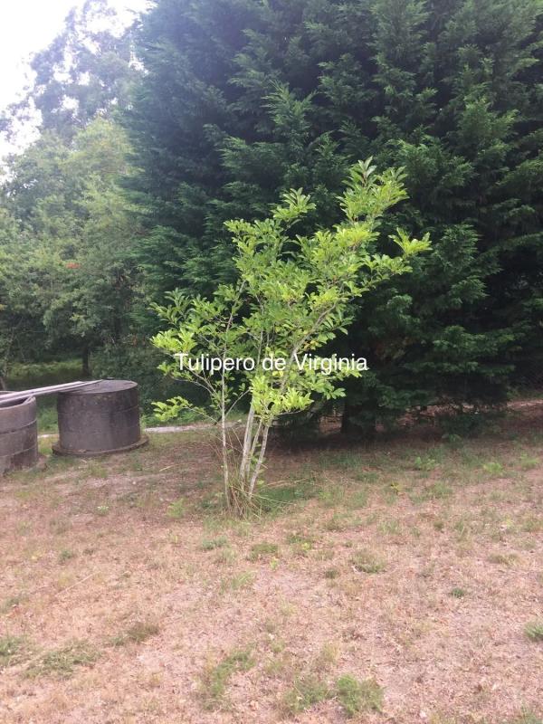 Terreno en venta en Sanxenxo, Pontevedra photo 4