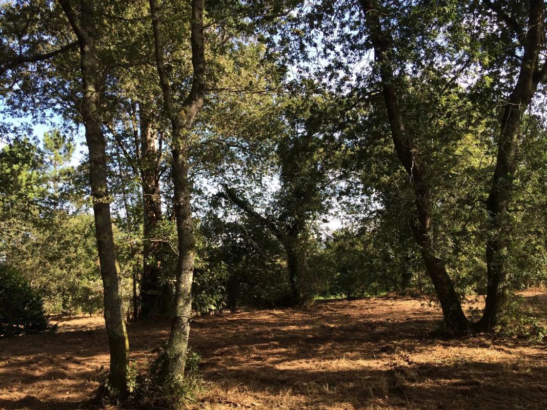 Terreno en venta en Sanxenxo, Pontevedra photo 5