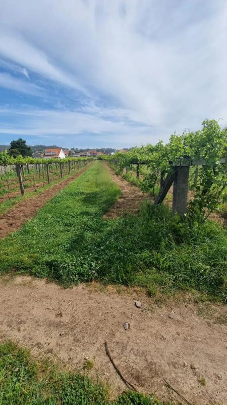 Terreno en venta en Sanxenxo, Pontevedra photo 2