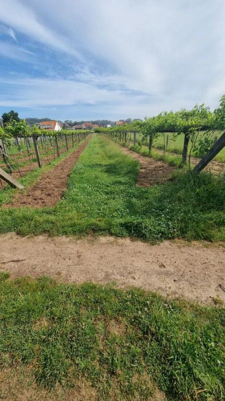 Terreno en venta en Sanxenxo, Pontevedra photo 3
