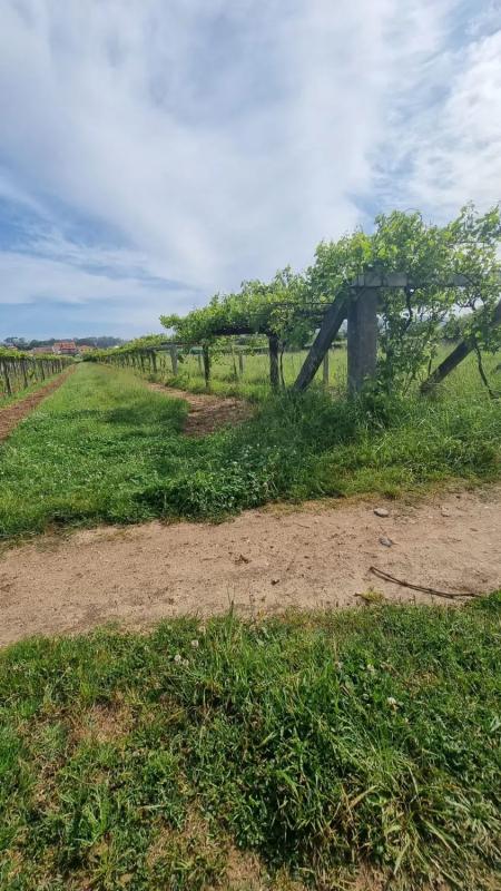 Terreno en venta en Sanxenxo, Pontevedra photo 4