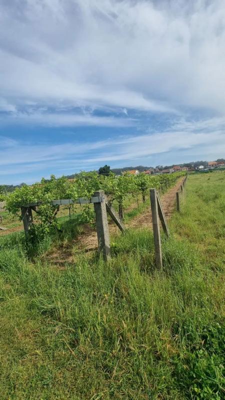 Terreno en venta en Sanxenxo, Pontevedra photo 5