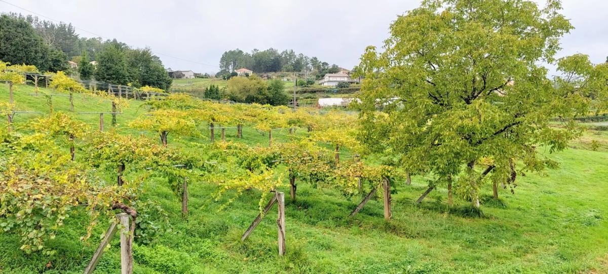 Terreno en venta en Silleda, Pontevedra photo 4
