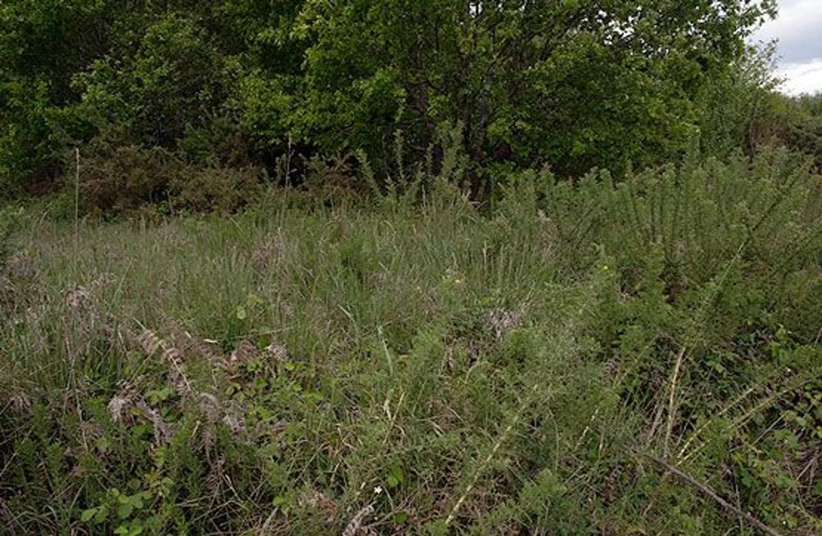 Land for sale in Silleda, Pontevedra photo 5