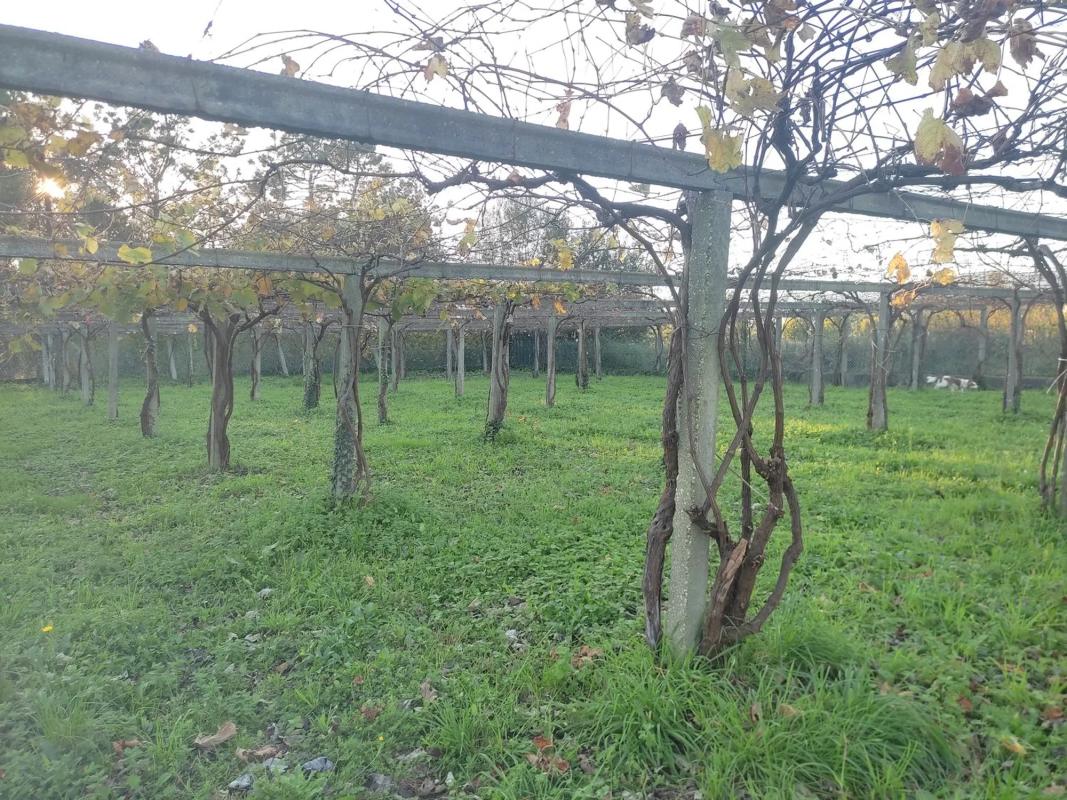 Terreno en venta en Valga, Pontevedra photo 1