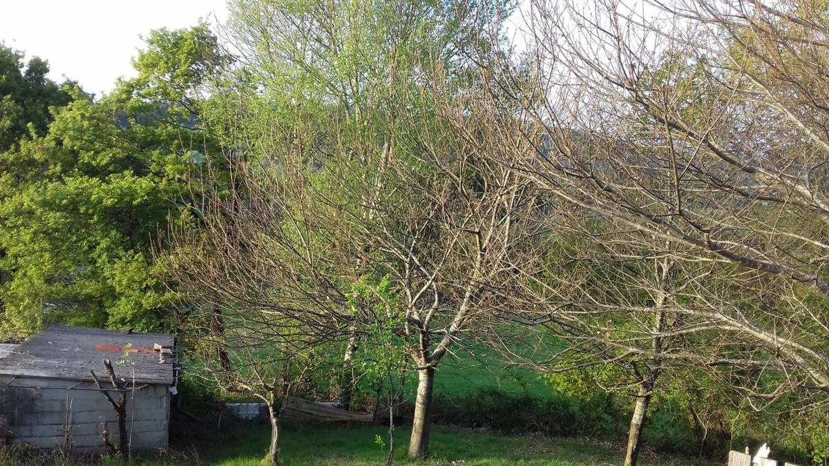 Terreno en venta en Vila De Cruces, Pontevedra photo 3