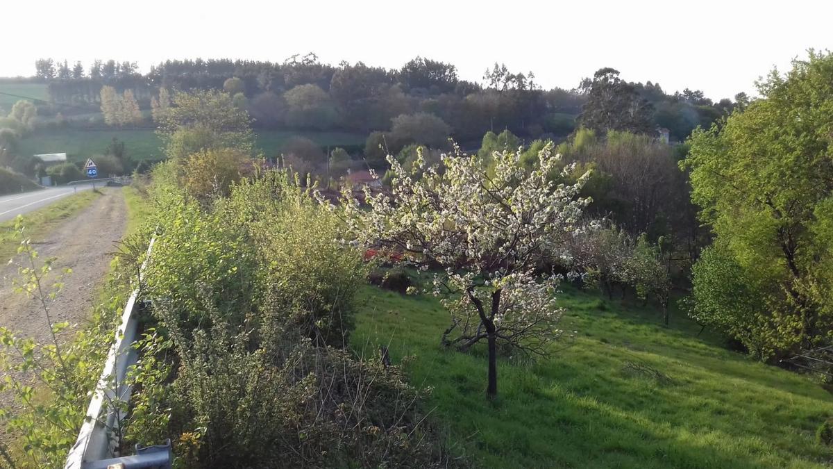 Terreno en venta en Vila De Cruces, Pontevedra photo 4