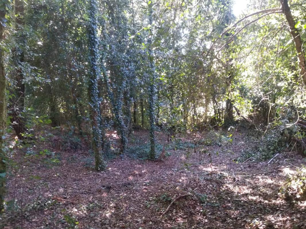 Terreno en venta en Cerdedo-Cotobade, Pontevedra photo 3