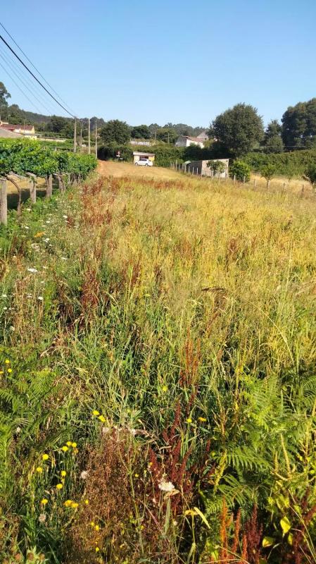 Land for sale in Tomiño, Pontevedra photo 5