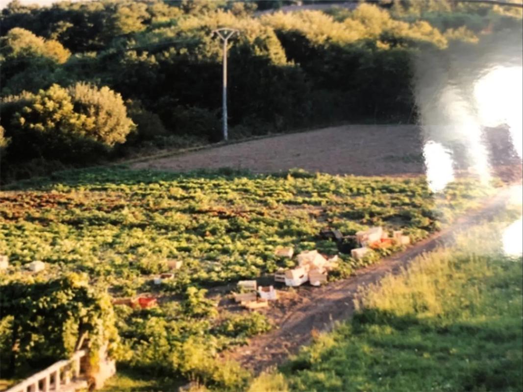 Terreno en venta en O Rosal, Pontevedra photo 2