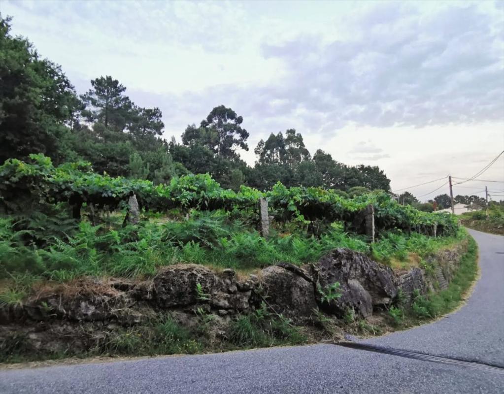 Land for sale in Tui, Pontevedra photo 2