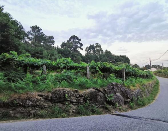 Terreno en Ribadelouro, Cotarel s/n thumbnail 1