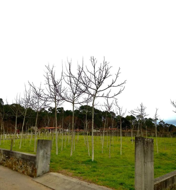 Terreno en venta en O Rosal, Pontevedra photo 2