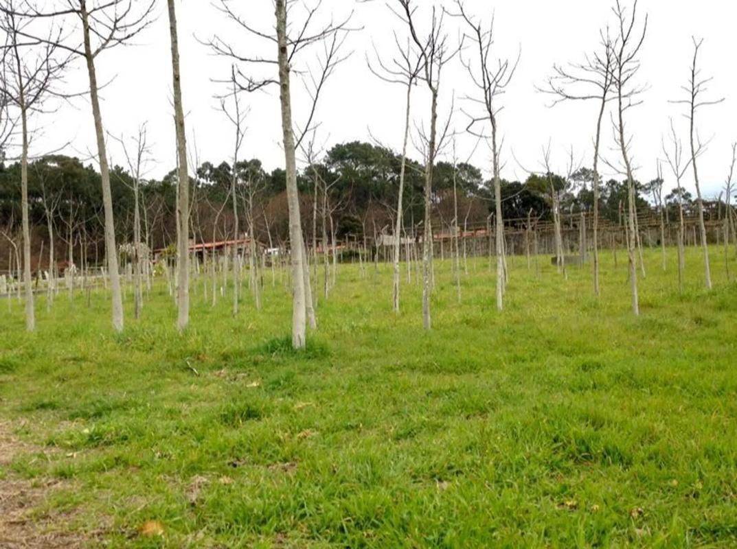 Terreno en venta en O Rosal, Pontevedra photo 4