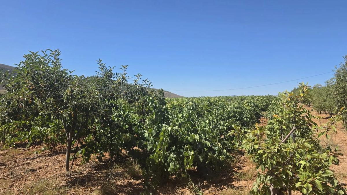 Terreno en venta en Laujar de Andarax, Almería photo 1
