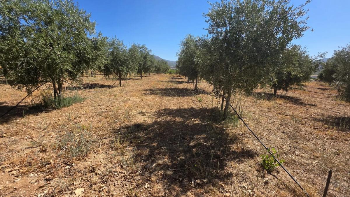 Terreno en venta en Laujar de Andarax, Almería photo 4