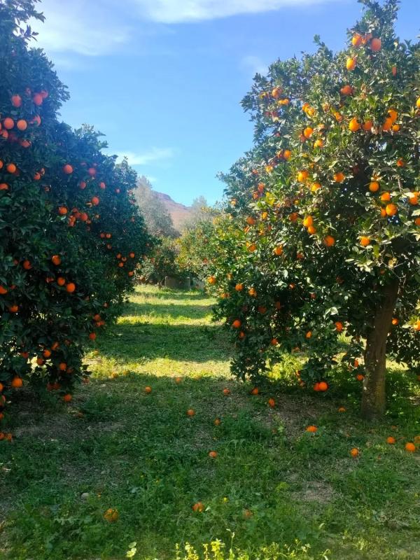 Działka na sprzedaż w Illar, Almería photo 2