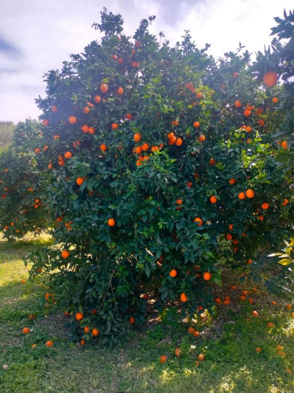 Działka na sprzedaż w Illar, Almería photo 3