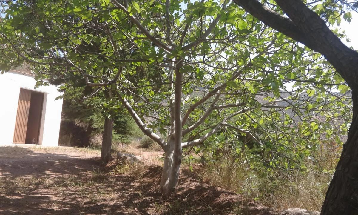 Działka na sprzedaż w Canjajar, Almería photo 5