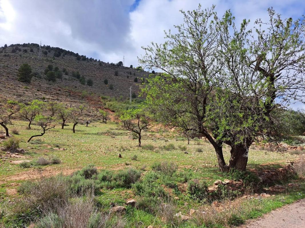 Działka na sprzedaż w Fondón, Almería photo 5