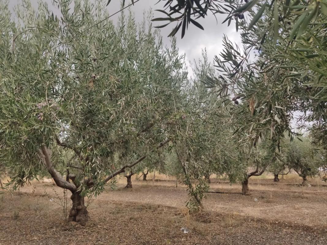 Terreno en venta en Huécija, Almería photo 2