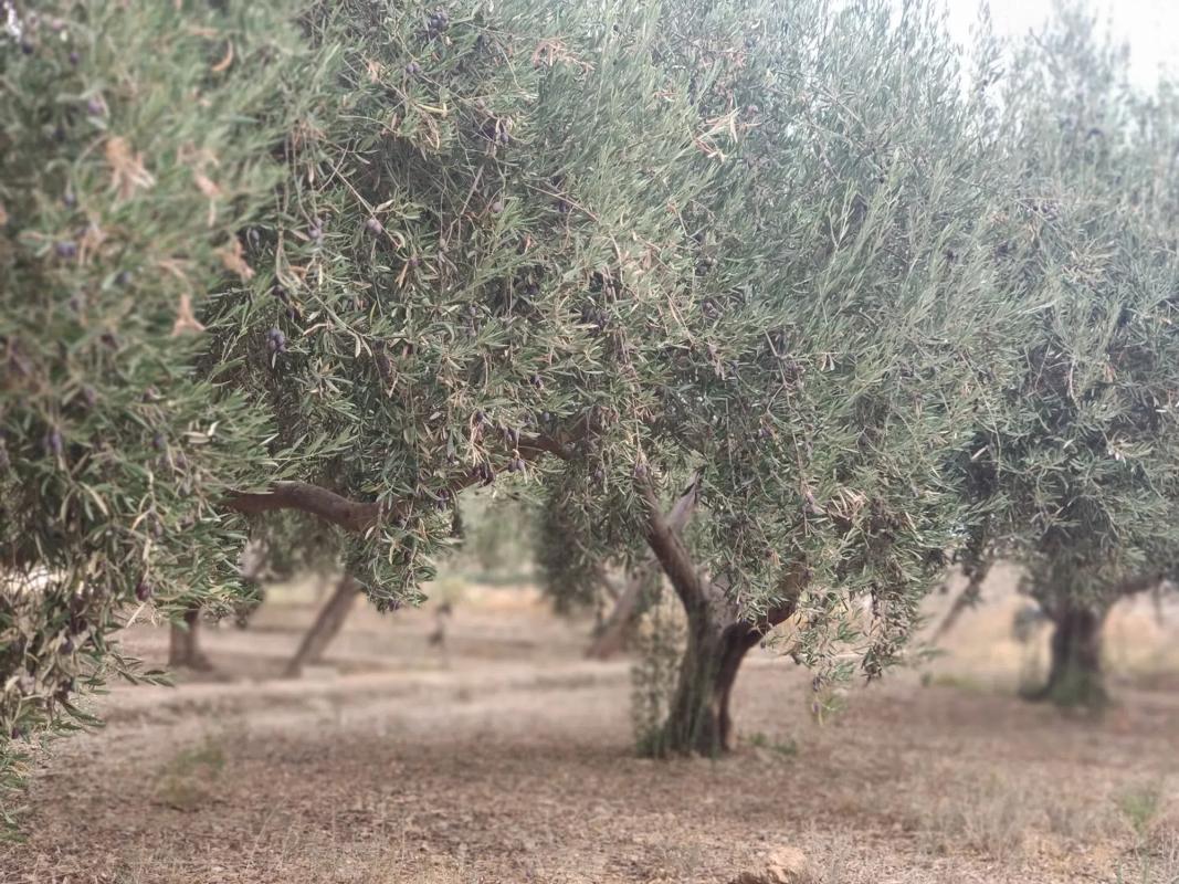Terreno en venta en Huécija, Almería photo 3