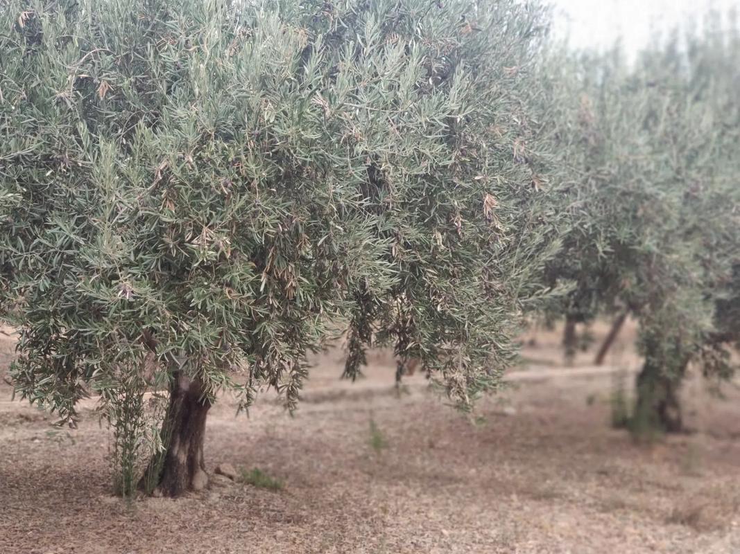 Terreno en venta en Huécija, Almería photo 4