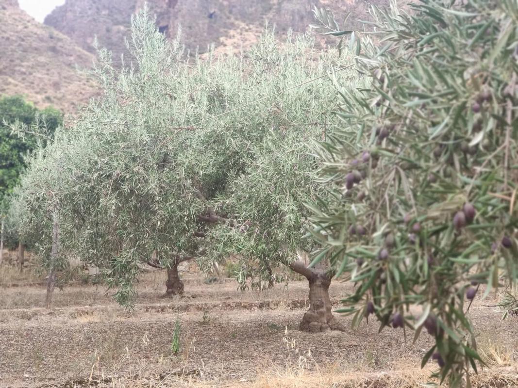 Terreno en venta en Huécija, Almería photo 5