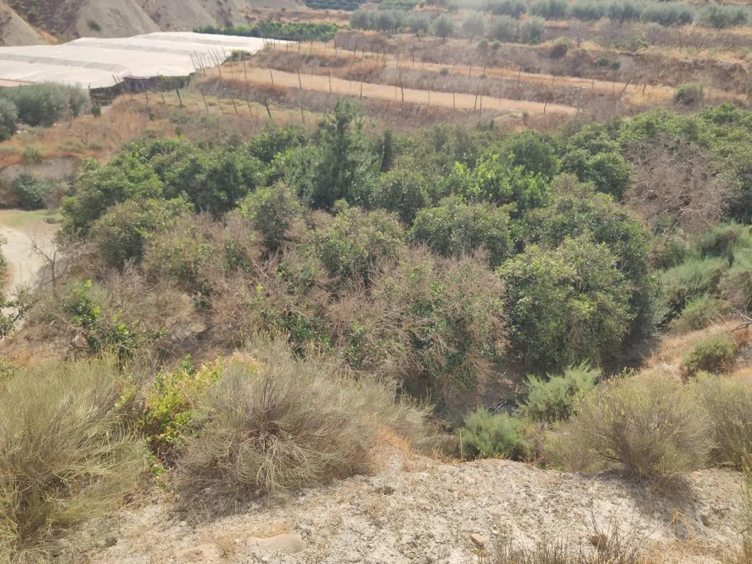 Terreno en venta en Huécija, Almería photo 4