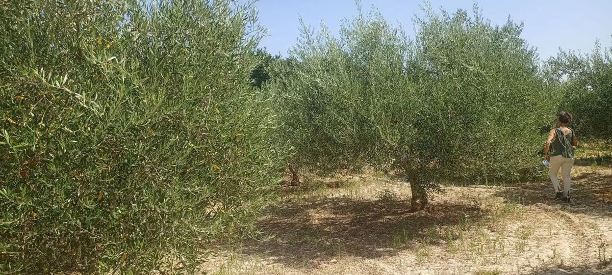 Участок земли на продажу в Иллар, Алмерия photo 3