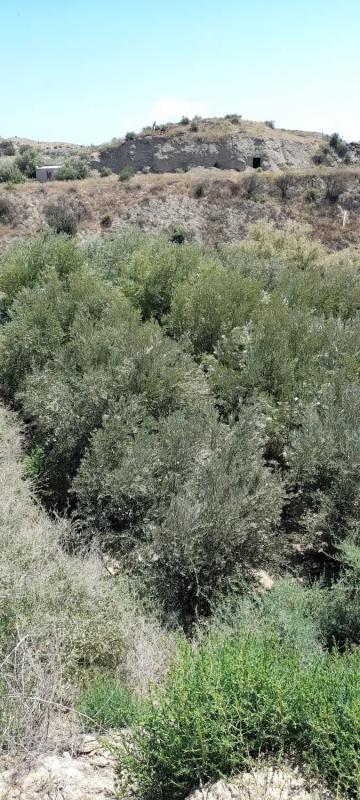 Terreno en venta en Instinción, Almería photo 4