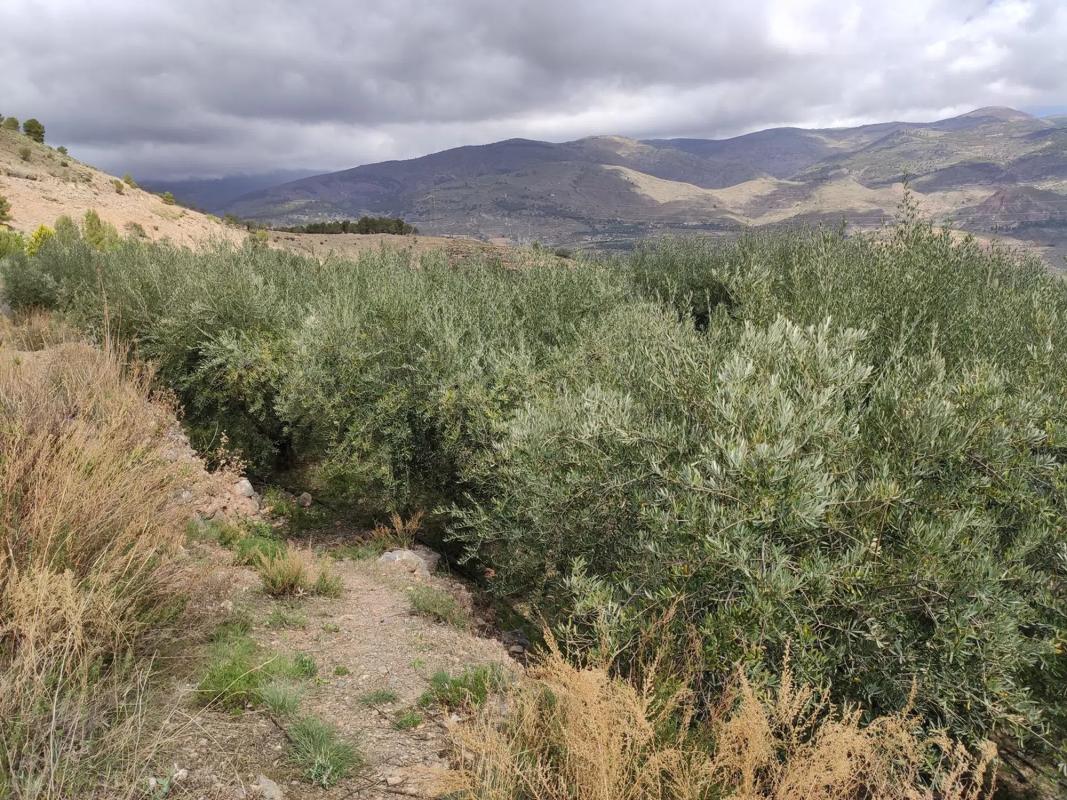 Terreno en venta en Fondón, Almería photo 2